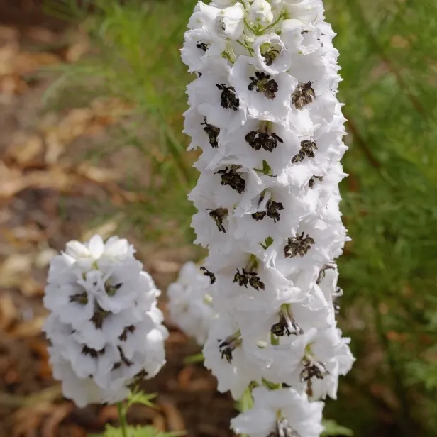 Vit och svart riddarsporre - Magic Fountains White Dark Bee