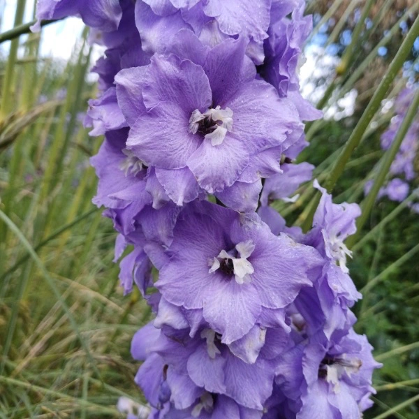 lavendel-riddarsporre-