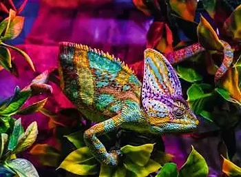 Chameleon, 500 Bitar Ravensburger
