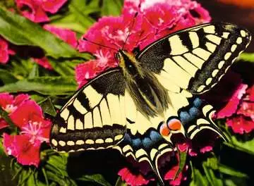 Butterfly, 500 Bitar Ravensburger