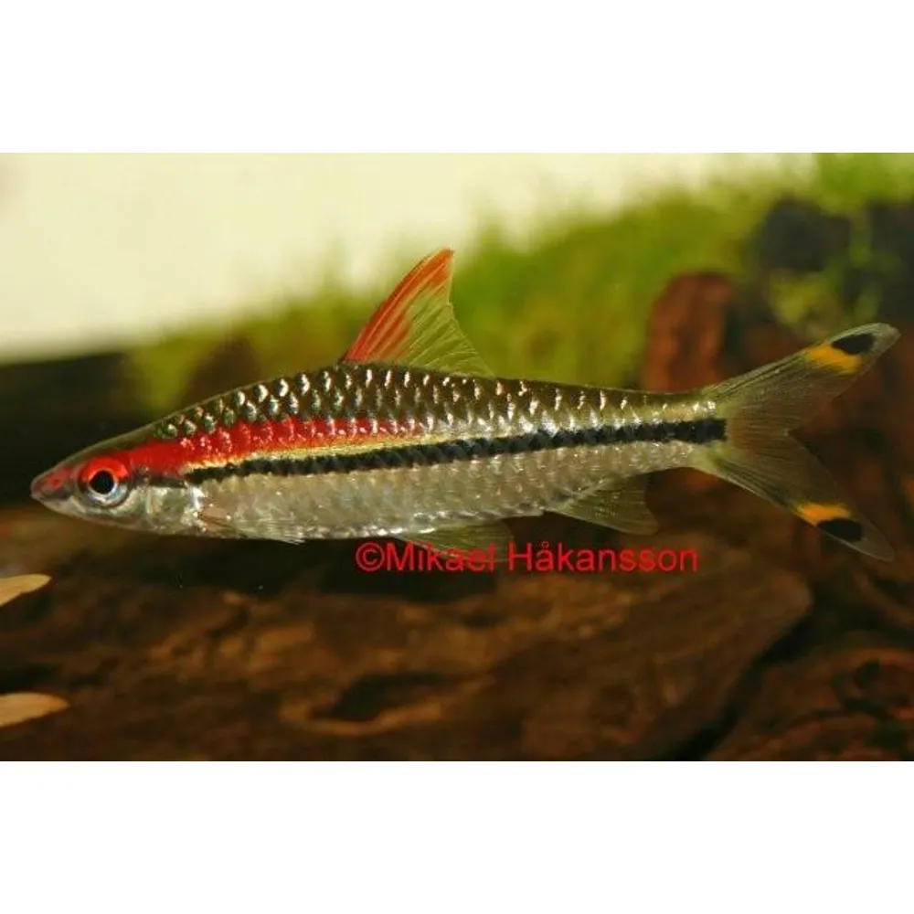 Röd Torpedbarb (Sahyadria denisonii)