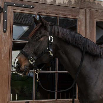 KENTUCKY PLAITED NYLON HALTER