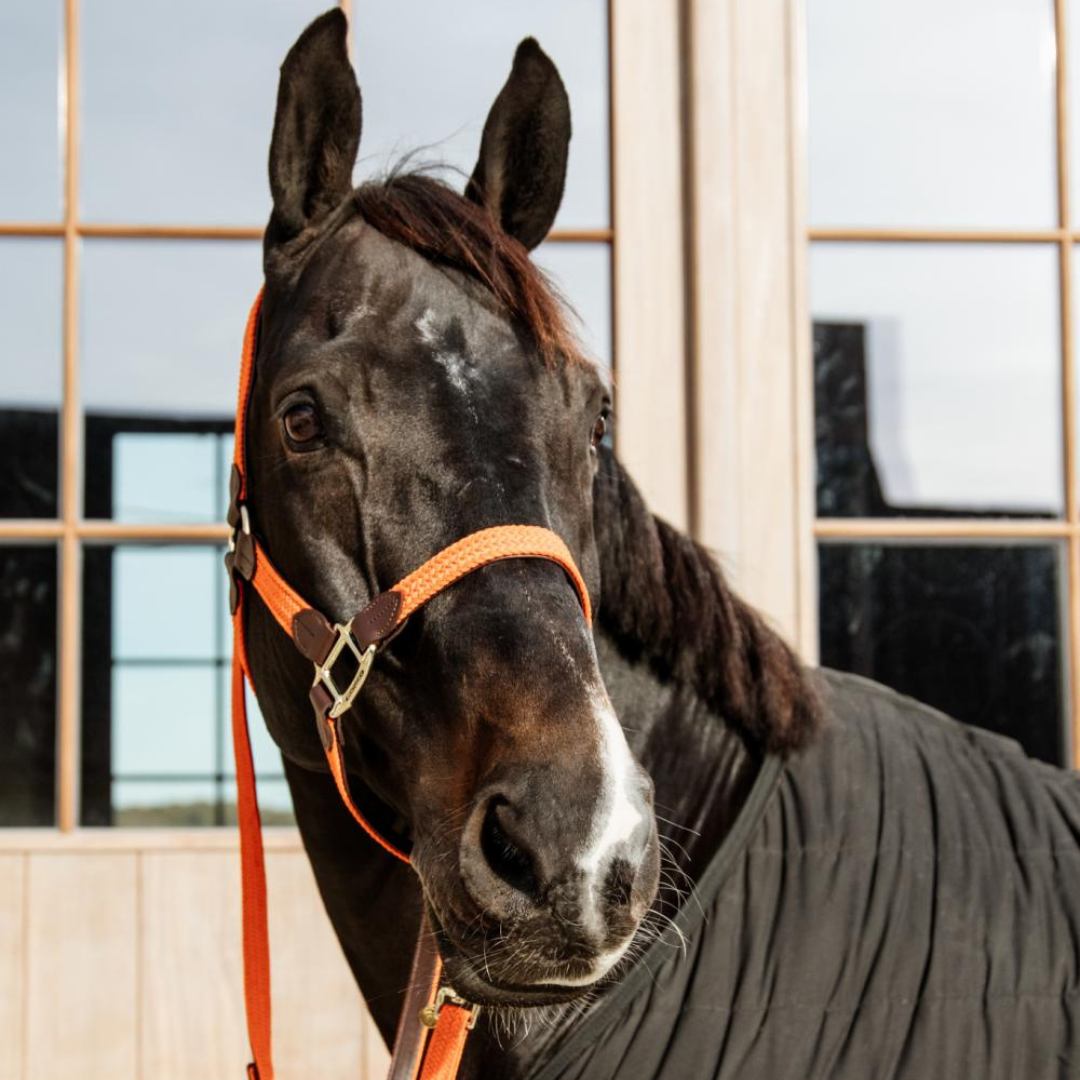 KENTUCKY PLAITED NYLON HALTER - 3