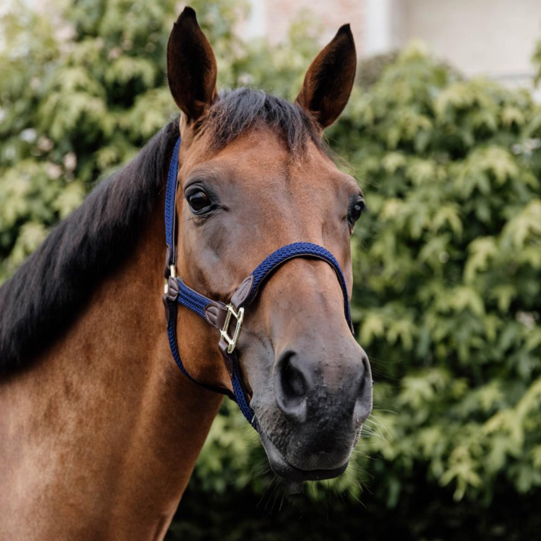 KENTUCKY PLAITED NYLON HALTER - 6