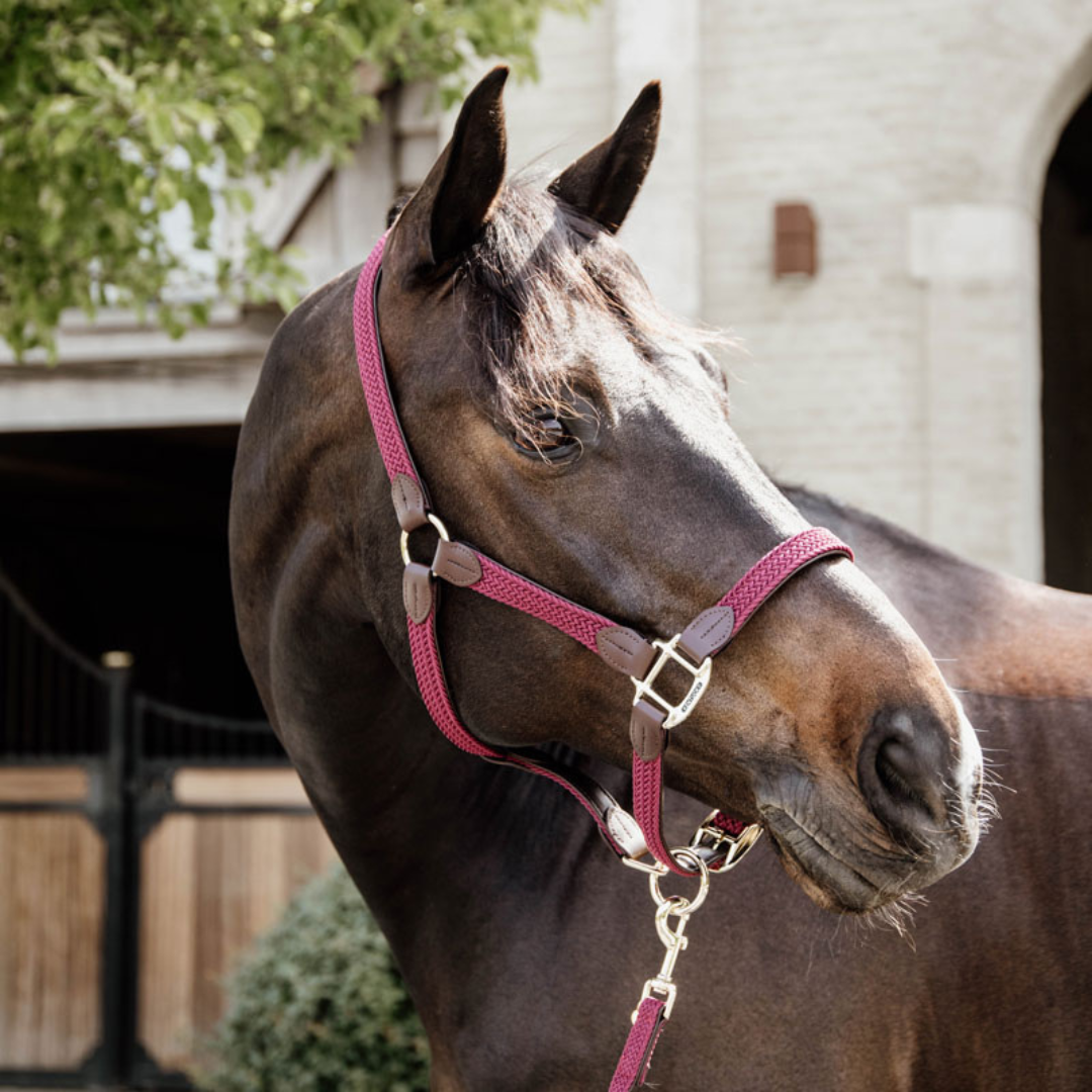KENTUCKY PLAITED NYLON HALTER - 8