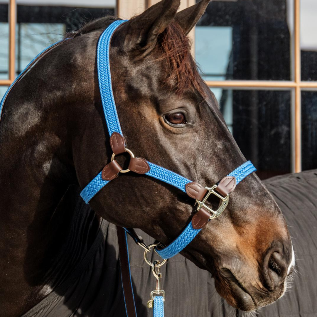 KENTUCKY PLAITED NYLON HALTER - 5
