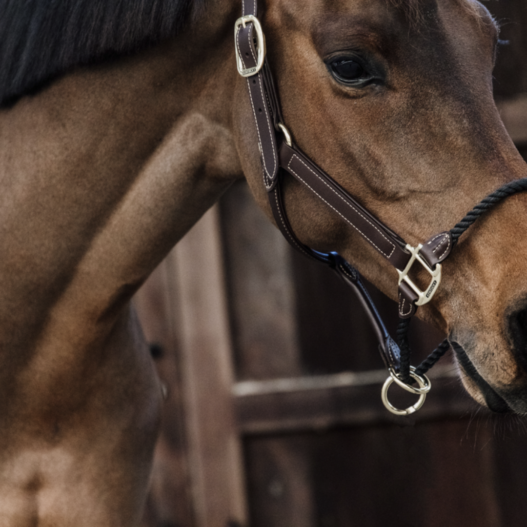 KENTUCKY LEATHER ROPE  HALTER - 3
