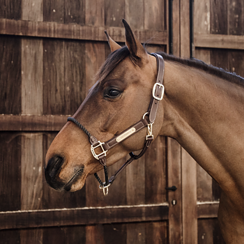 KENTUCKY LEATHER ROPE  HALTER