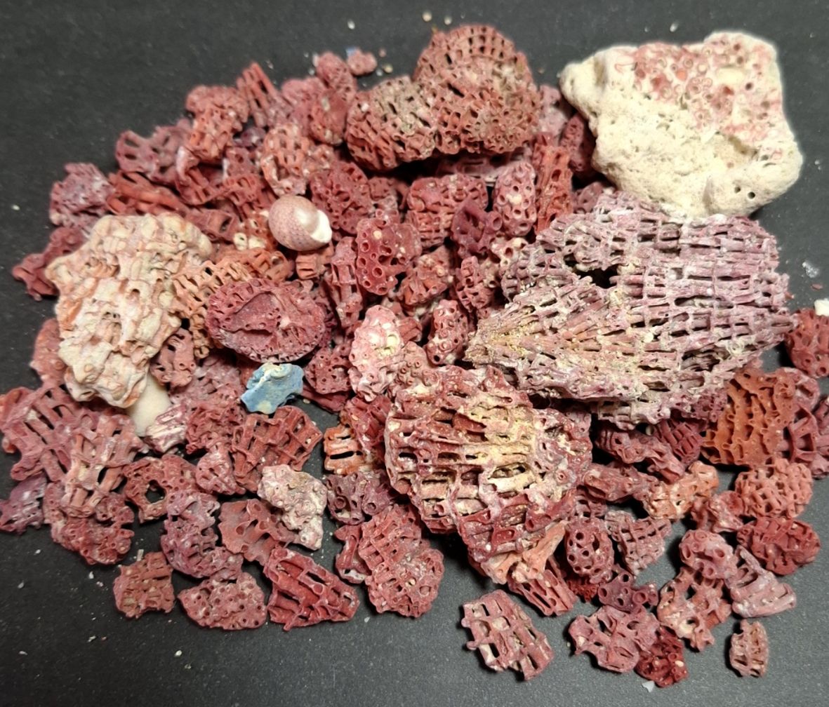 Bulk påse av Koral