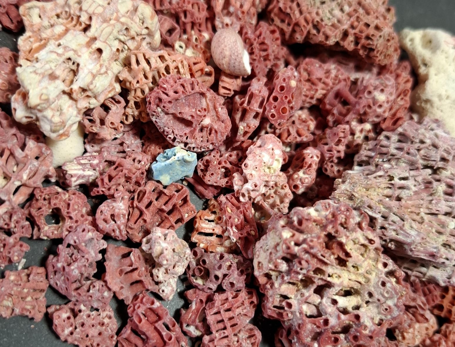 Bulk påse av Koral - 2