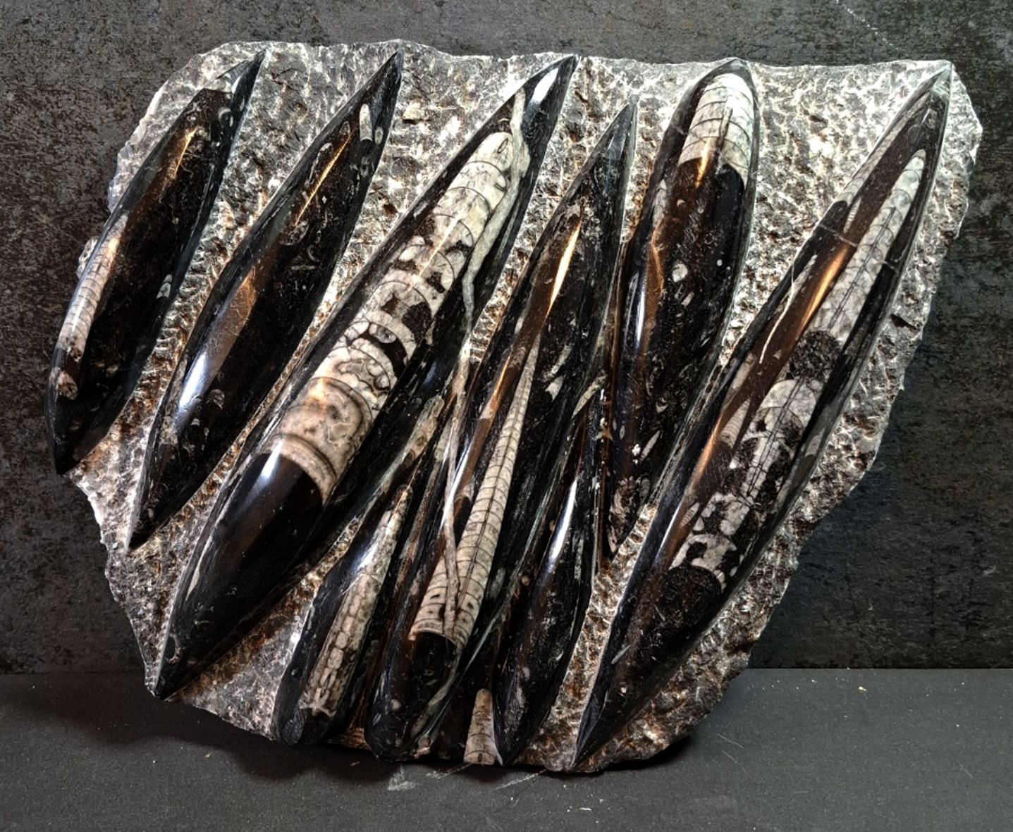 Devonian Orthoceras Fossil i Grundsten -  30Cm