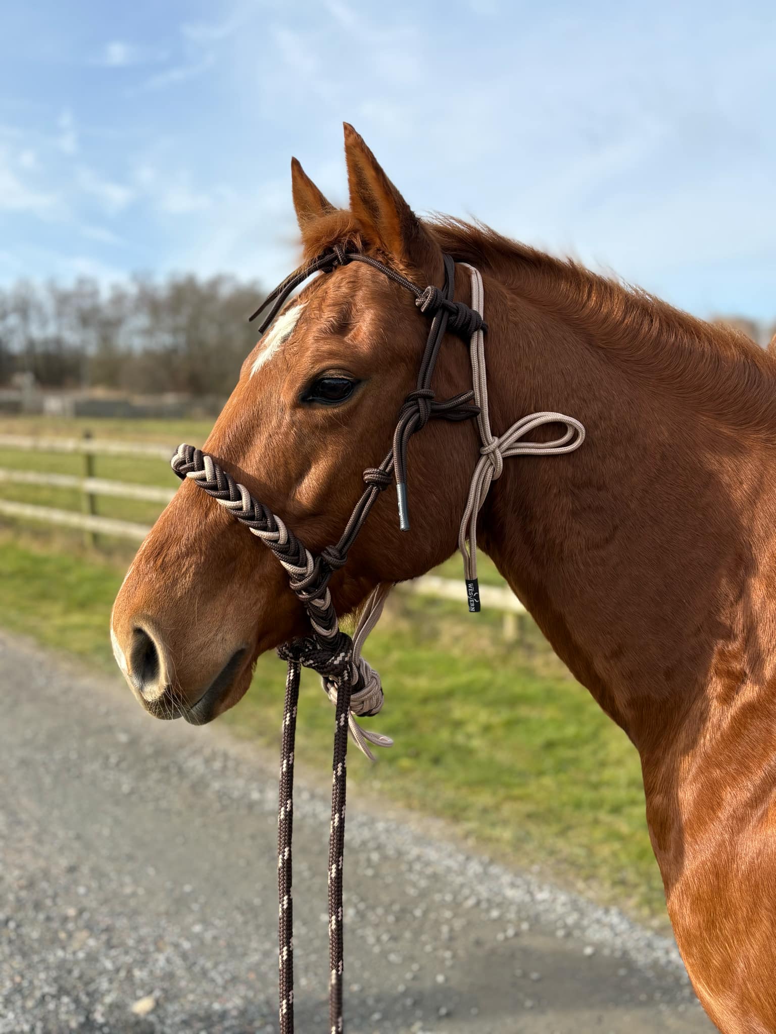 All That Soft Hackamore - 4