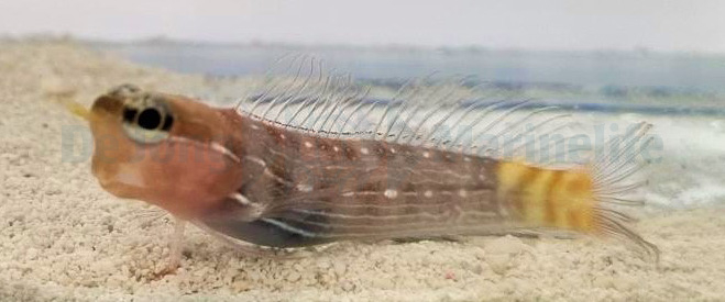 Ecsenius Pictus