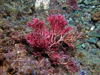 Amphiroa sp.