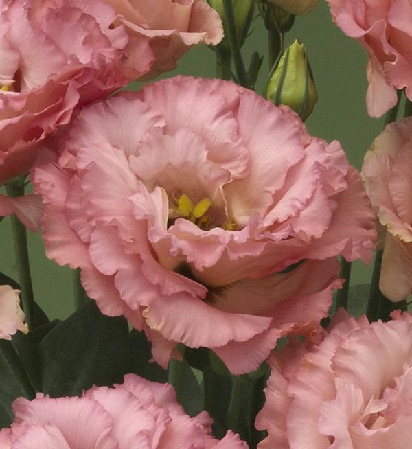 Prärieklocka 'Corelli Apricot'