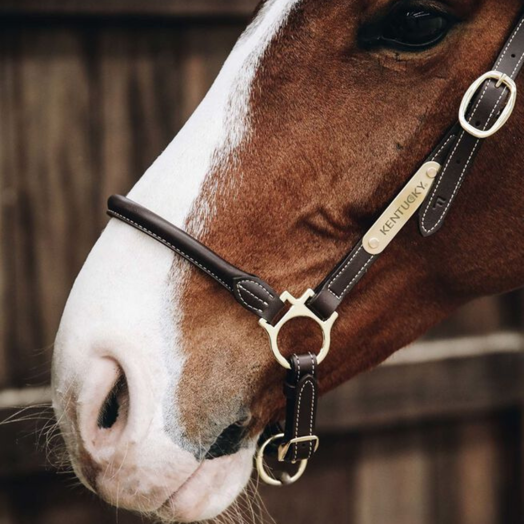 KENTUCKY LEATHER  GROOMING HALTER - 3