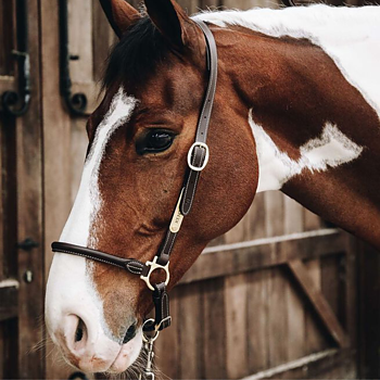 KENTUCKY LEATHER  GROOMING HALTER