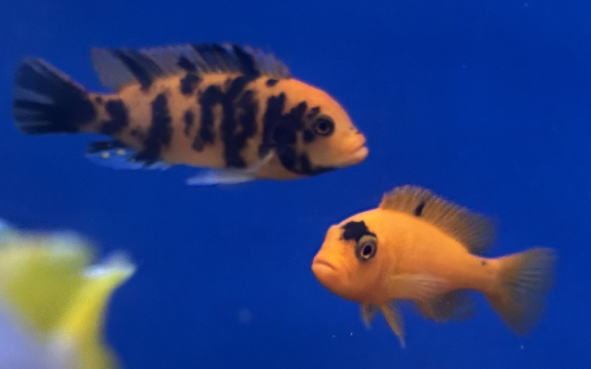 Rödzebra Korall (Metriaclima sp.) - 2