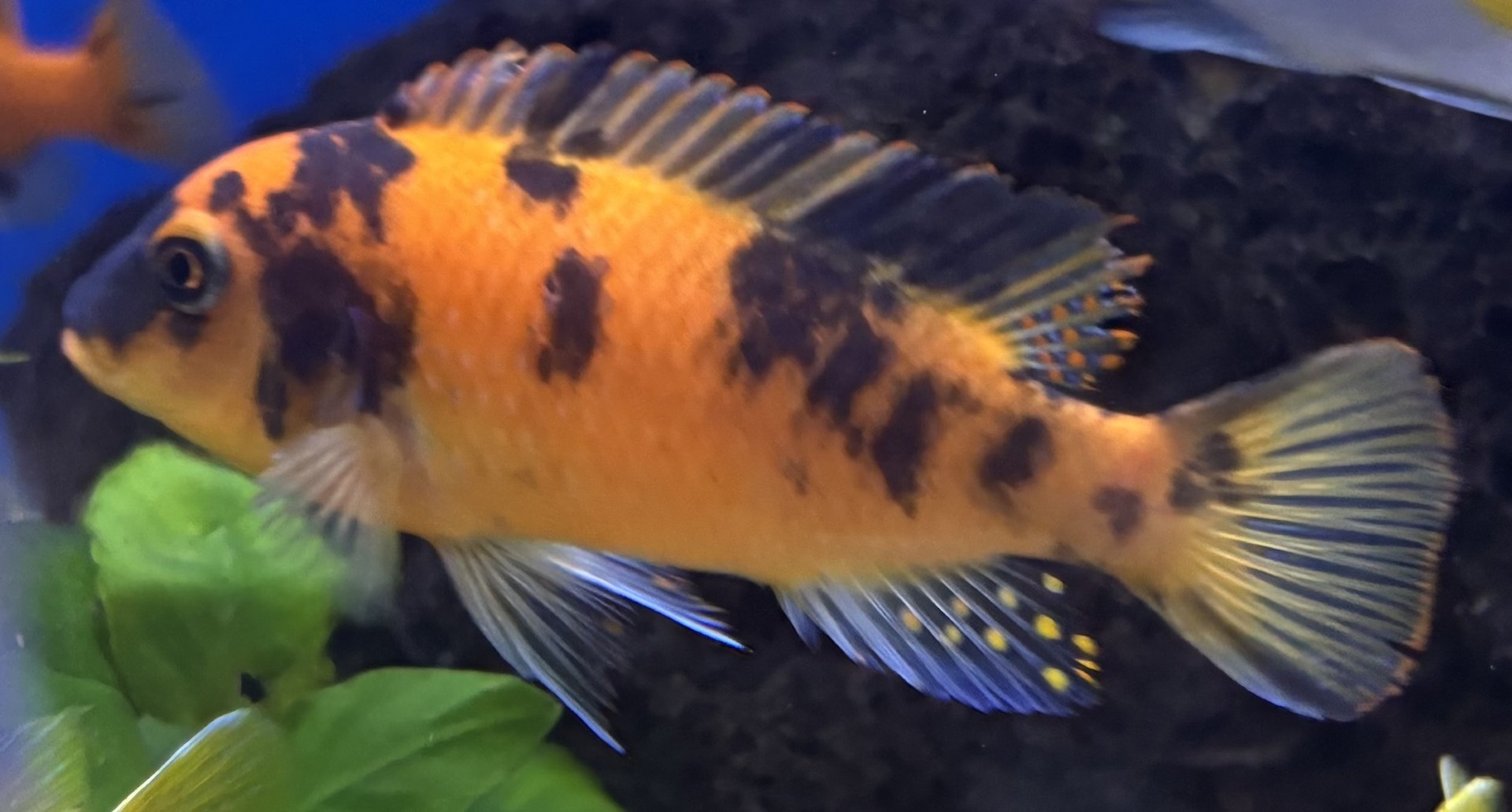 Rödzebra Korall (Metriaclima sp.)