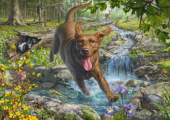 Springtime Cavorting with a Labrador Retriver, 1000 Bitar Schmidt