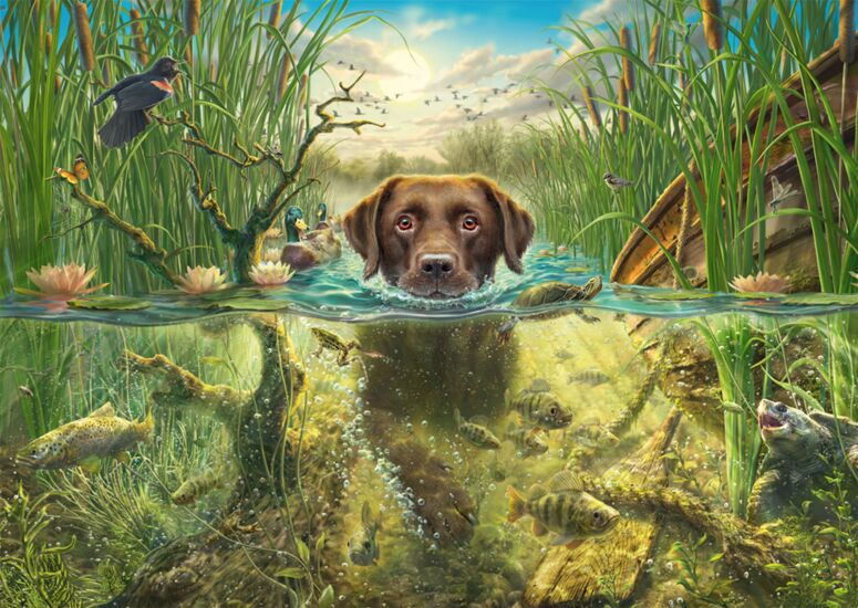 Chocolate Labrador takes a Cool Dip, 1000 Bitar Schmidt