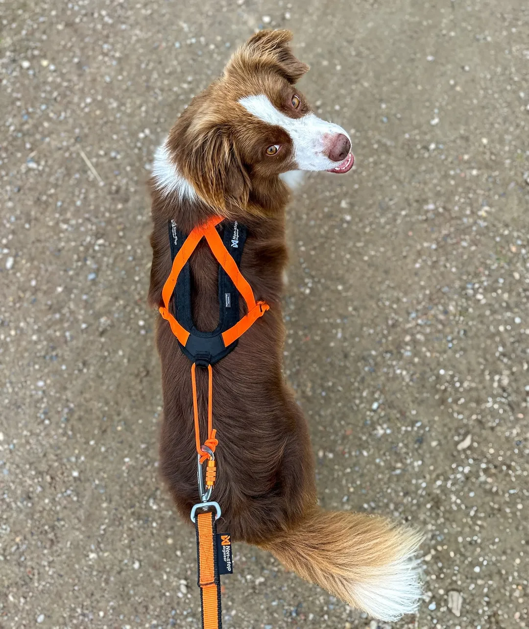 Non-Stop Dogwear Rush Harness Black/Orange - 8