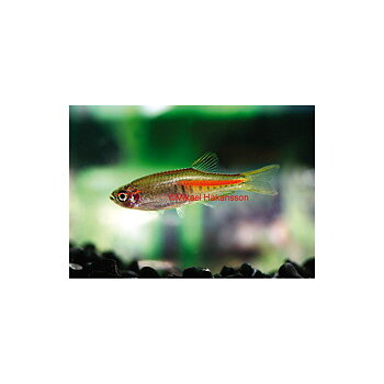 Glödbands danio (Danio choprae)