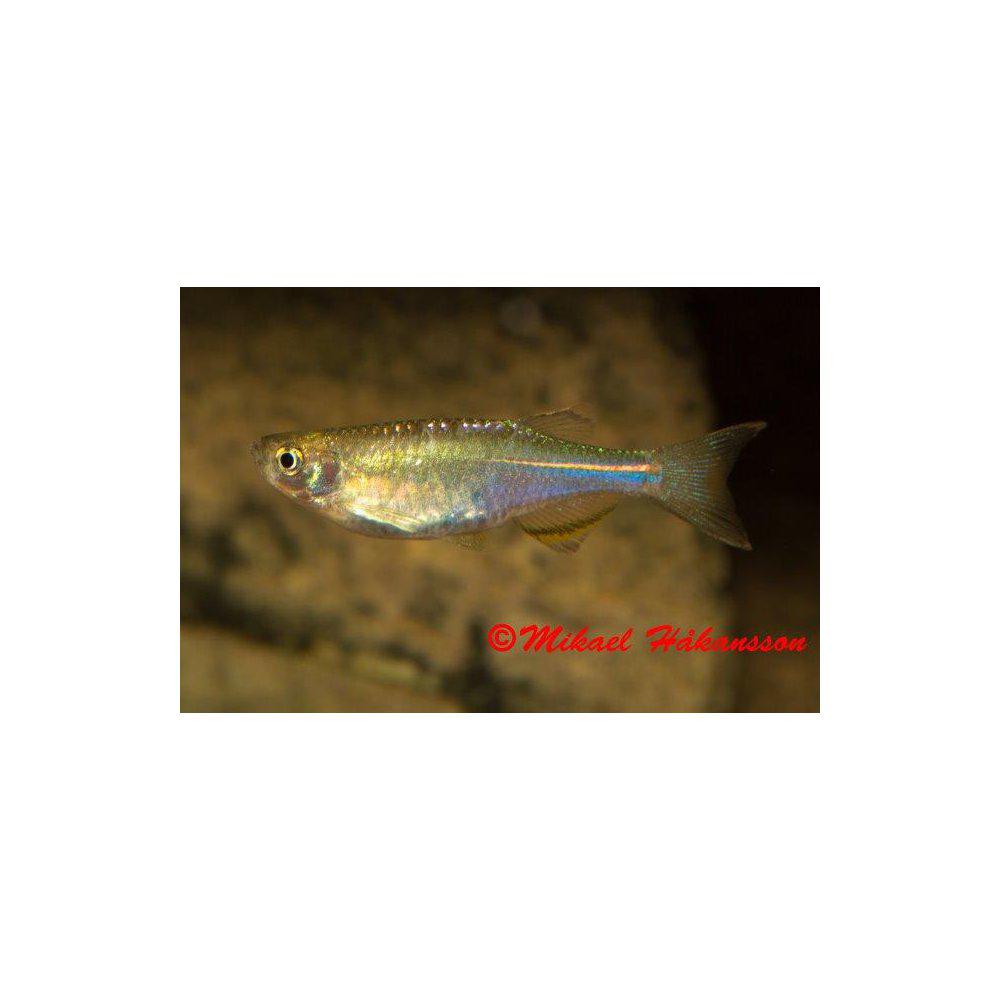 Blå danio (Danio albolineatus)