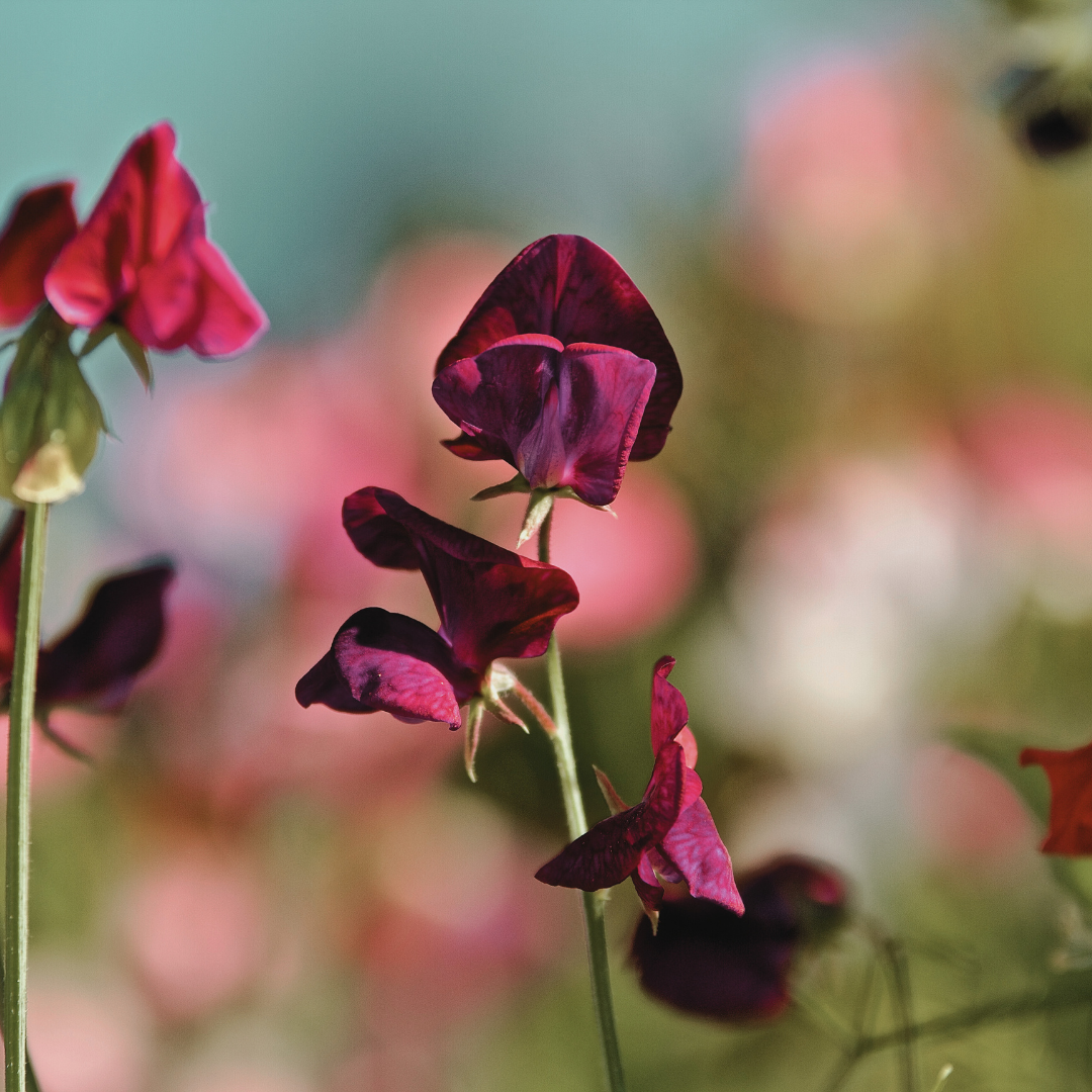 Luktärt - Spencer Beaujolais