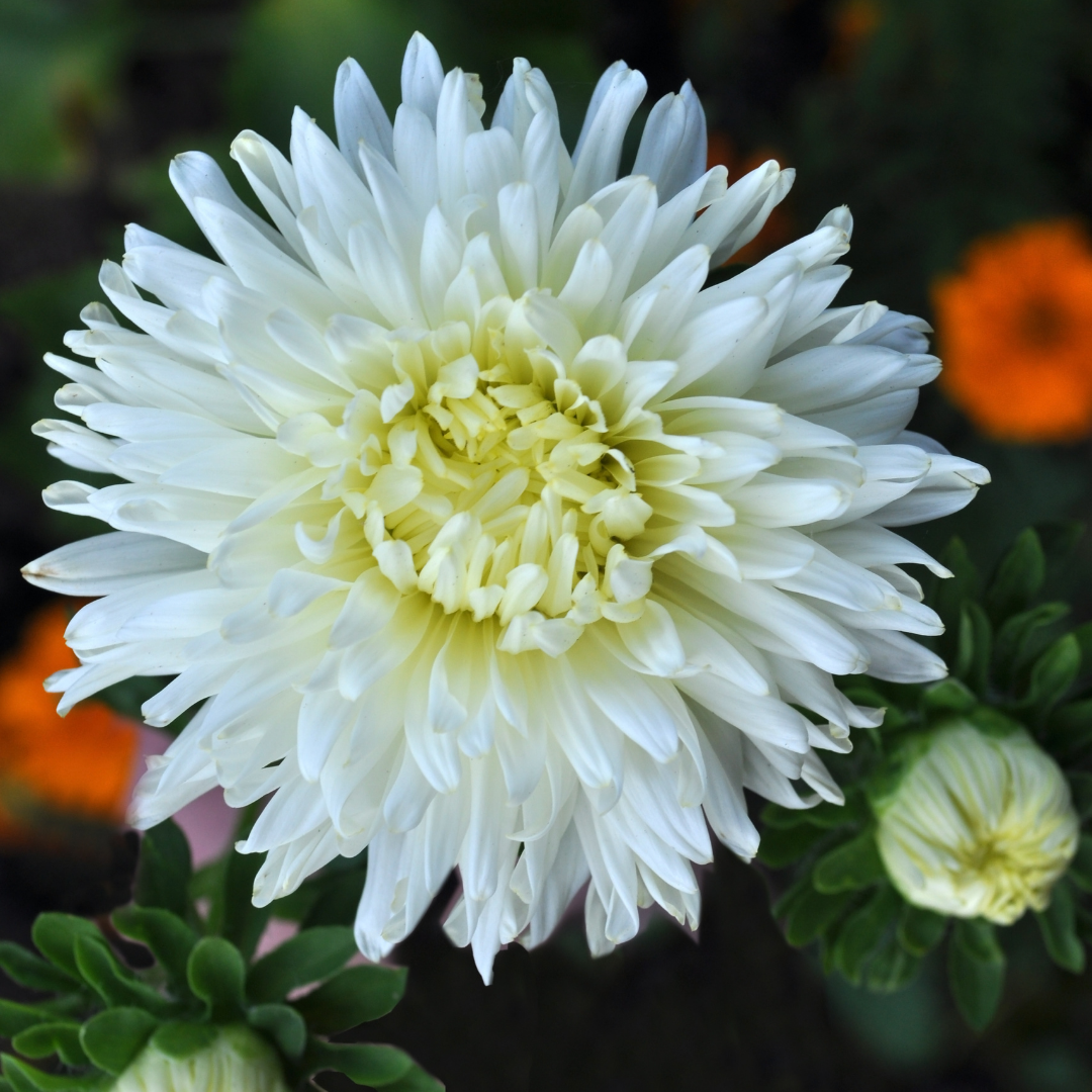 Sommaraster - Colour Carpet White - Kultursort