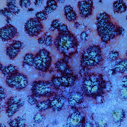 Sven Hofverberg (1960s) Unique Bowl with Mottled Blue Glaze 30 cm