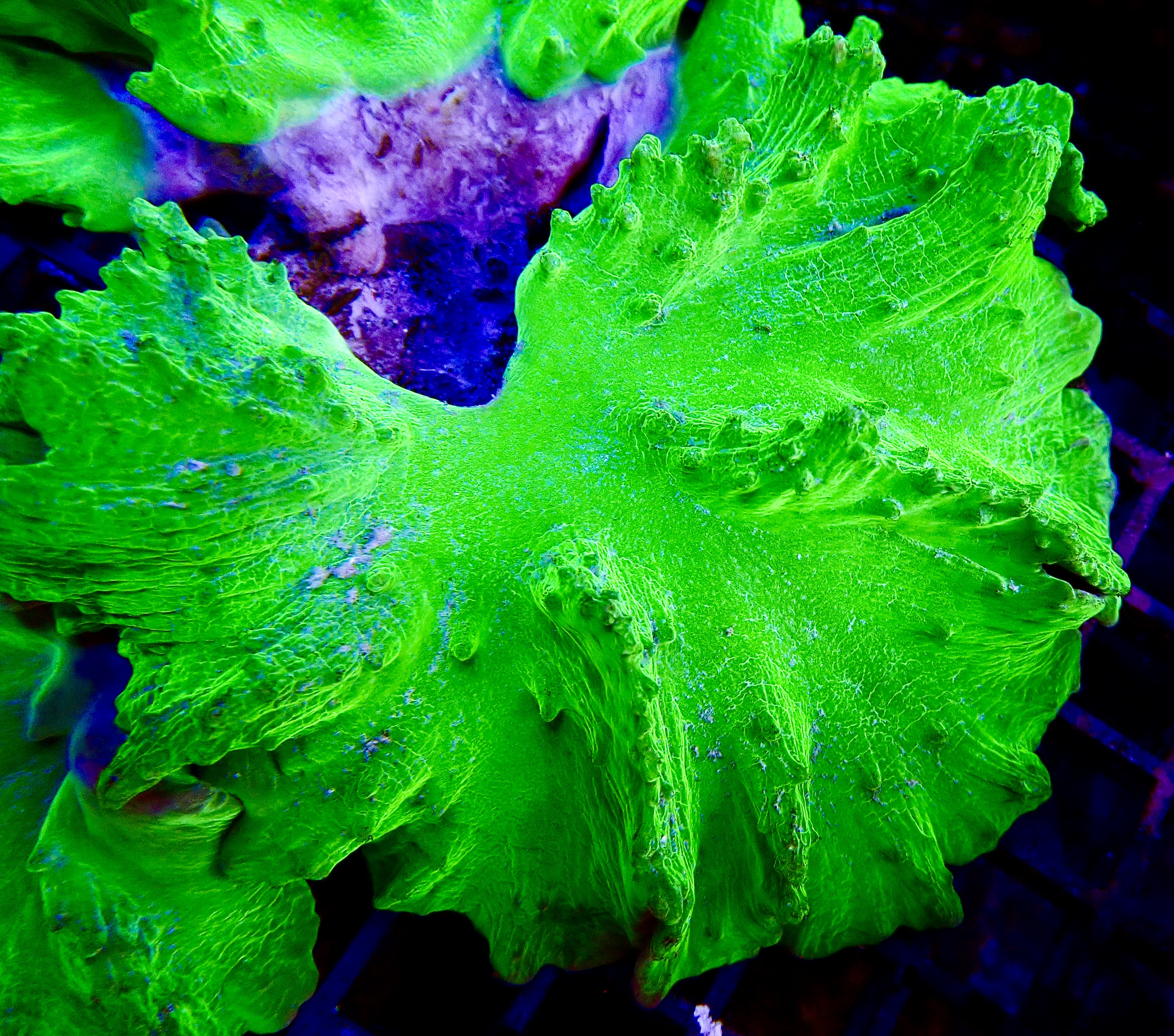 Sinularia dura Ultra Toxic Green