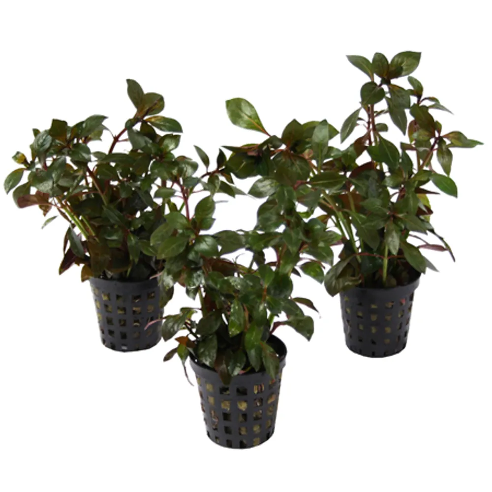 AquaFleur Ludwigia Peruviana i kruka