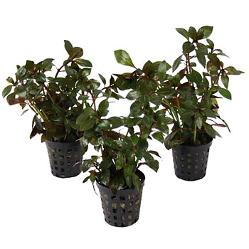 AquaFleur Ludwigia Peruviana i kruka