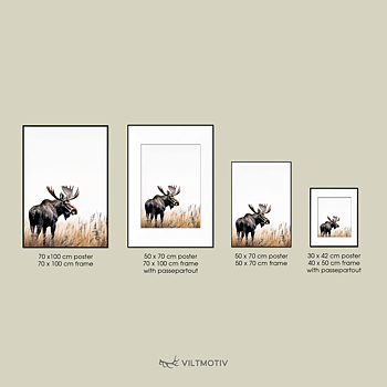 Älgtjur i gryningen Poster