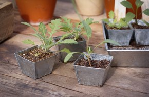 W.E.T. Seed Pot 30 - 4