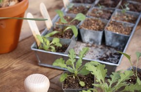 W.E.T. Seed Pot 30 - 3