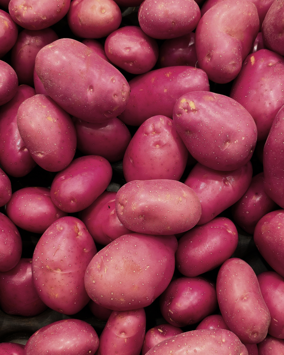 Sättpotatis - Asterix 1kg - 3kg