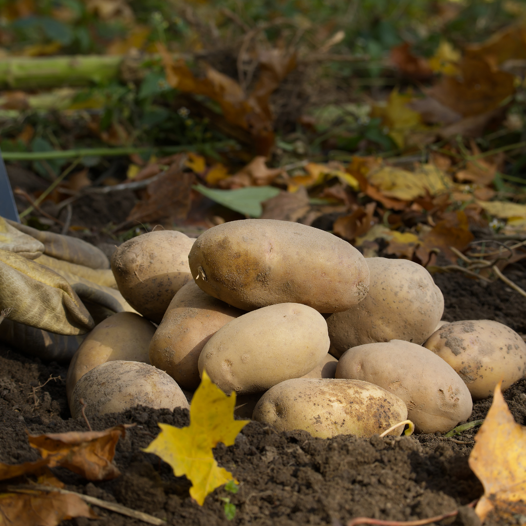Sättpotatis - Mandel 1kg - 3kg