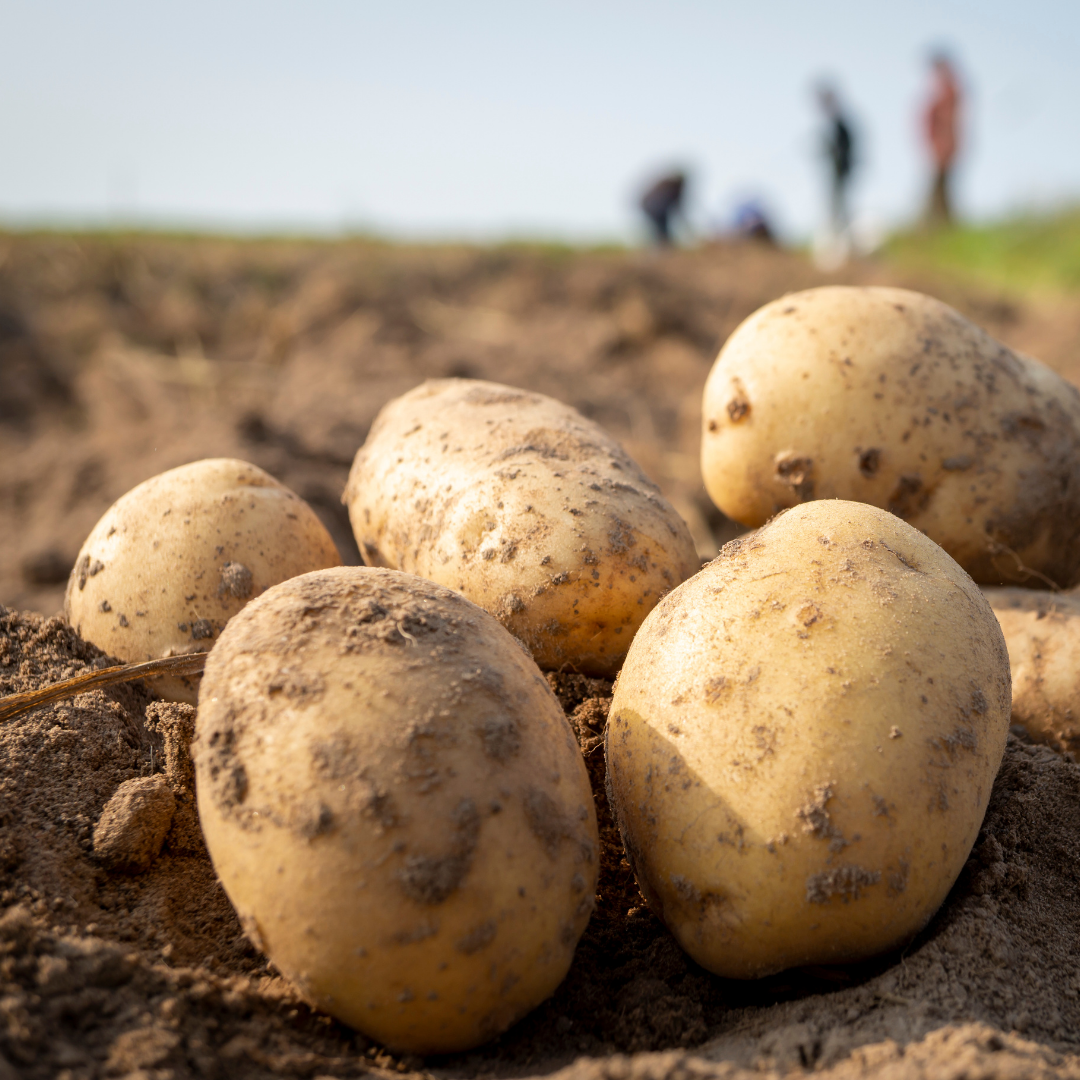 Sättpotatis - Maris Bard 1kg