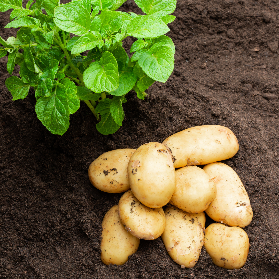 Sättpotatis - Octa 1kg