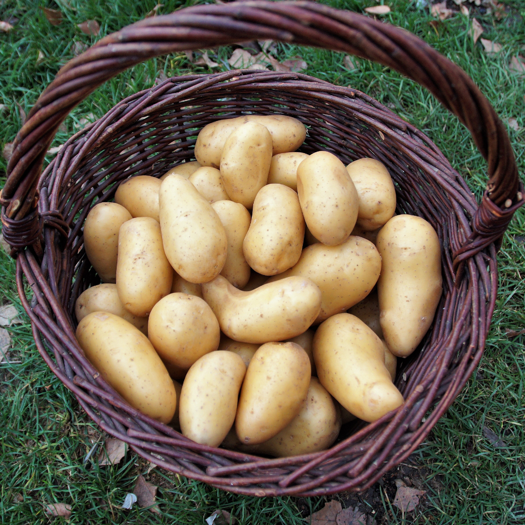 Sättpotatis - 7 four 7 - 1kg