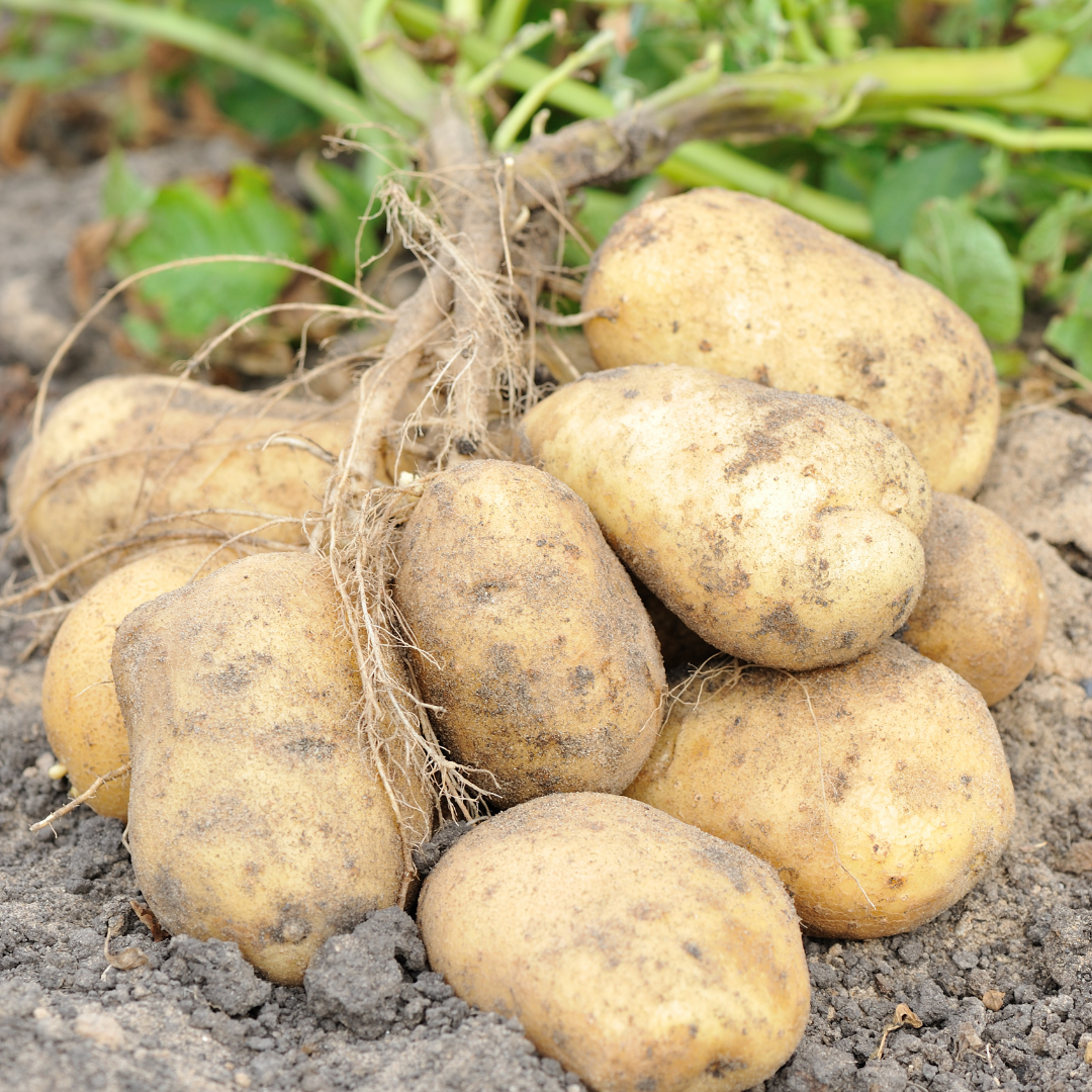 Sättpotatis - Twister 1kg - 3kg