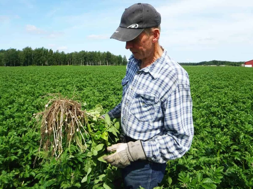 Tvättad fast potatis Bodaholms Gård ca 10 kg - 2