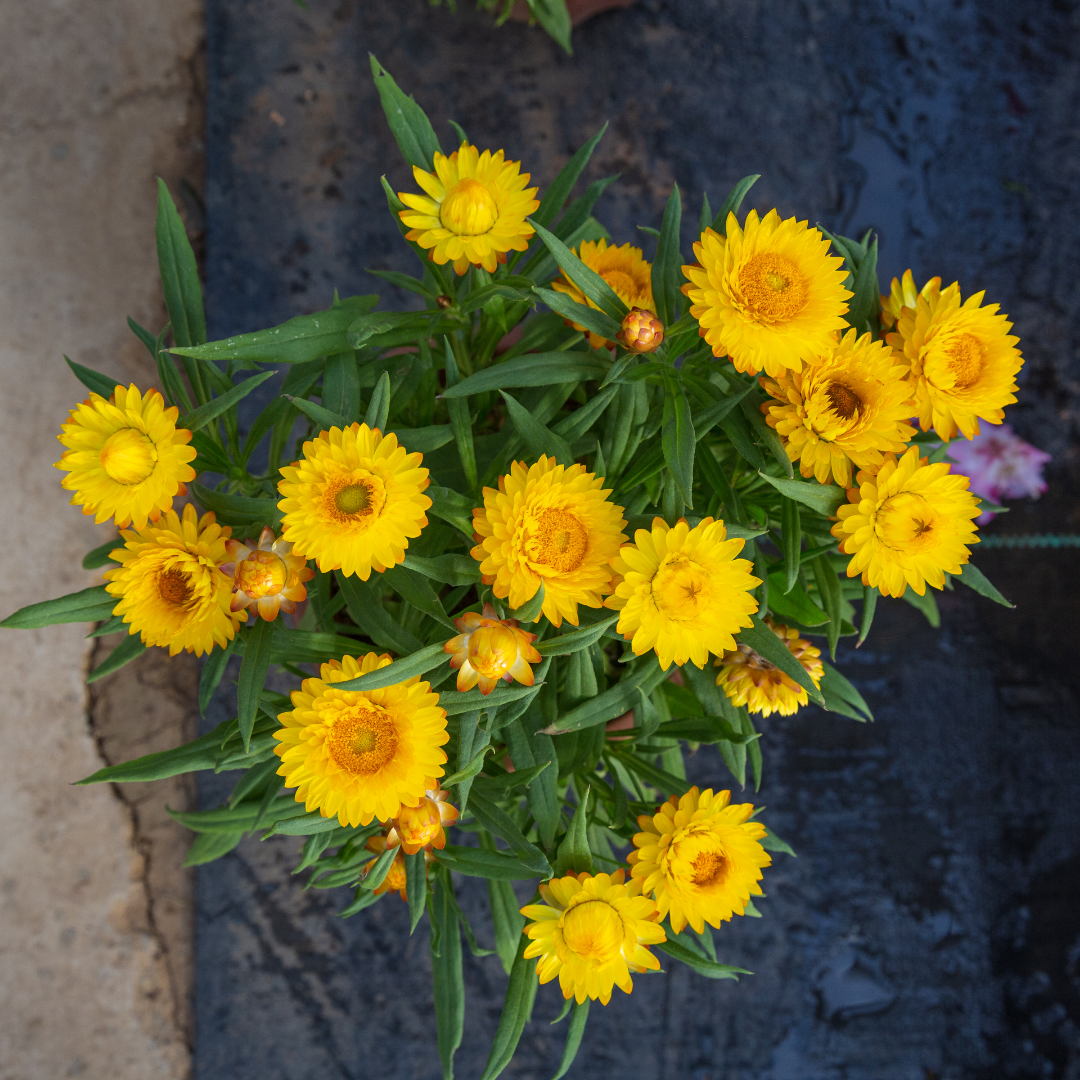 Jätteeternell - Tall Lemon Yellow