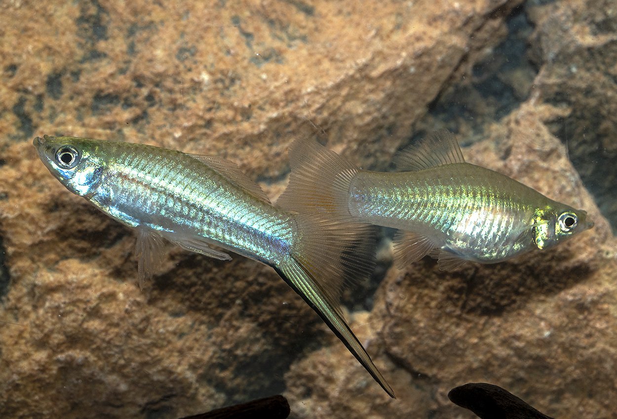 Svärdbärare Grön (Xiphophorus hellerii)