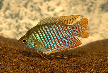 Dvärggurami (Trichogaster lalius)