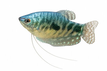 Marmorgurami (Trichopodus trichopterus)