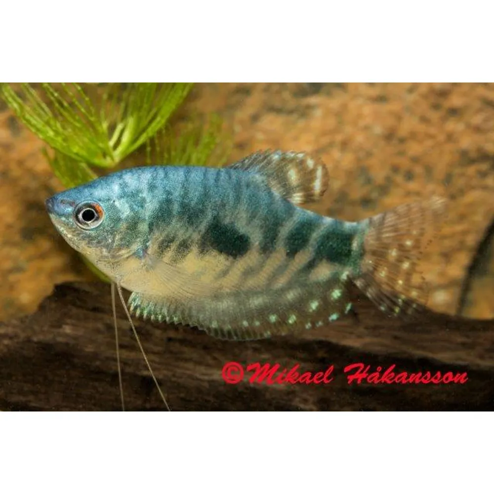 Marmorgurami (Trichopodus trichopterus)
