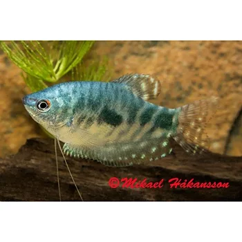 Marmorgurami (Trichopodus trichopterus)